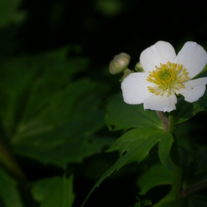 Photographie n°9294 du taxon Ranunculus aconitifolius L. [1753]