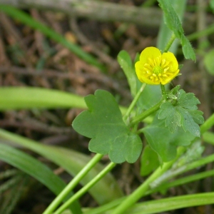 Photographie n°9297 du taxon Ranunculus bulbosus L. [1753]