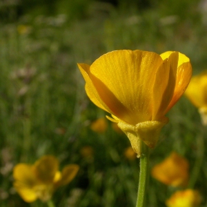 Photographie n°9298 du taxon Ranunculus bulbosus L. [1753]