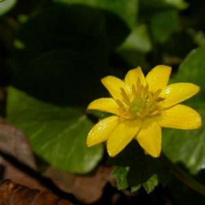 Photographie n°9299 du taxon Ranunculus ficaria L. [1753]