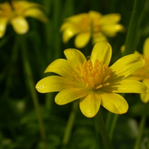 Photographie n°9300 du taxon Ranunculus ficaria L. [1753]