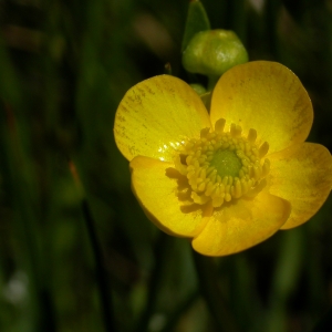 Photographie n°9305 du taxon Ranunculus flammula L. [1753]