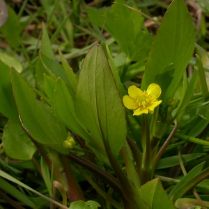 Photographie n°9308 du taxon Ranunculus ophioglossifolius Vill. [1789]