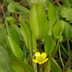 Photographie n°9309 du taxon Ranunculus ophioglossifolius Vill. [1789]