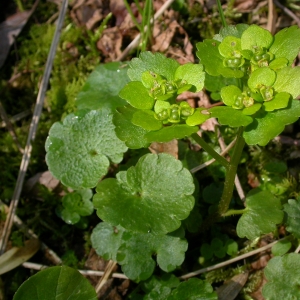 Photographie n°9435 du taxon Chrysosplenium alternifolium L. [1753]