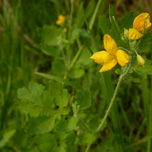 Photographie n°9447 du taxon Chelidonium majus L. [1753]