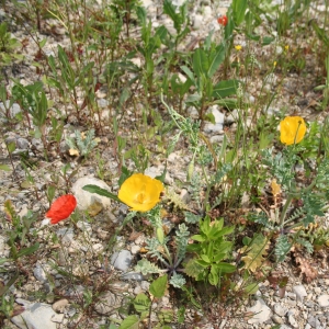 Photographie n°9449 du taxon Glaucium flavum Crantz