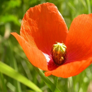 Photographie n°9453 du taxon Papaver rhoeas L. [1753]