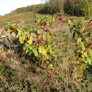 Photographie n°9460 du taxon Phytolacca americana L. [1753]