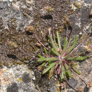 Photographie n°9461 du taxon Plantago coronopus L.