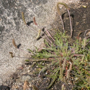 Photographie n°9462 du taxon Plantago coronopus L.