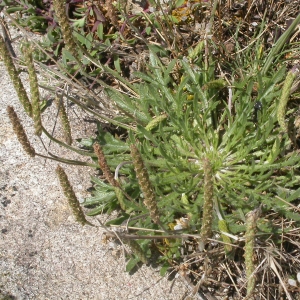 Photographie n°9463 du taxon Plantago coronopus L.