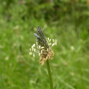 Photographie n°9464 du taxon Plantago lanceolata L. [1753]