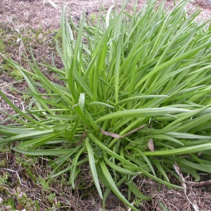 Photographie n°9465 du taxon Plantago maritima L. [1753]