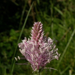 Photographie n°9467 du taxon Plantago media L.