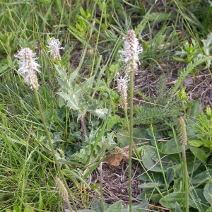 Photographie n°9468 du taxon Plantago media L.