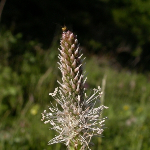 Photographie n°9469 du taxon Plantago media L.