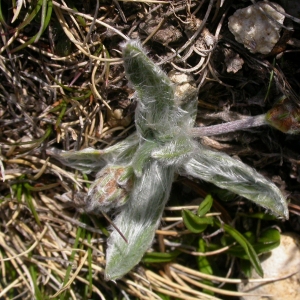 Photographie n°9470 du taxon Plantago monosperma Pourr. [1788]