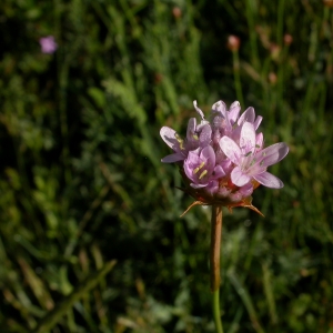 Photographie n°9472 du taxon Armeria alliacea subsp. bupleuroides (Godr.) O.Bolòs & Vigo [1979]