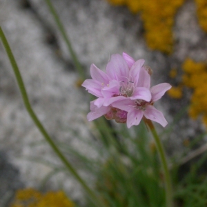 Photographie n°9476 du taxon Armeria maritima Willd. [1809]