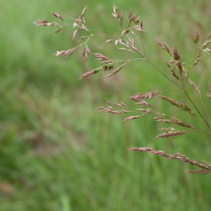 Photographie n°9486 du taxon Agrostis stolonifera L. [1753]