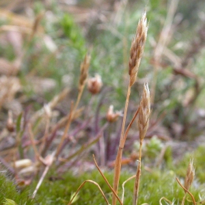 Aira praecox L. (Canche précoce)