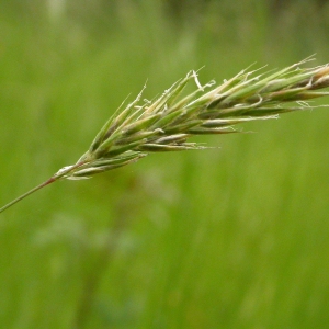 Photographie n°9492 du taxon Anthoxanthum odoratum L. [1753]