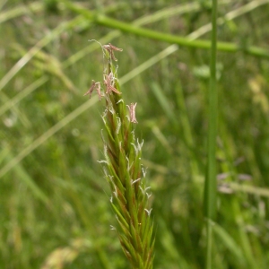 Photographie n°9493 du taxon Anthoxanthum odoratum L. [1753]