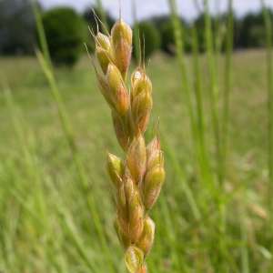 Photographie n°9507 du taxon Bromus mollis L. [1762]