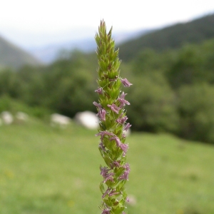 Cynosurus cristatus var. viviparus Koeler (Crételle)