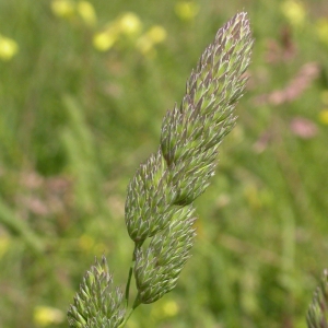 Photographie n°9517 du taxon Dactylis glomerata L. [1753]