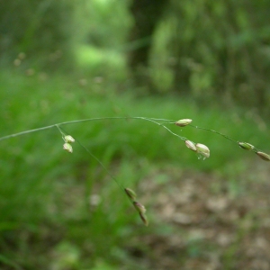 Poa uniflora (Retz.) Clairv. (Mélique à une fleur)