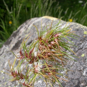 Photographie n°9522 du taxon Poa bulbosa var. vivipara Borkh. [1797]