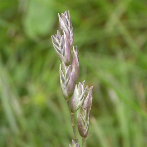Danthonia decumbens (L.) DC. (Danthonie retombante)