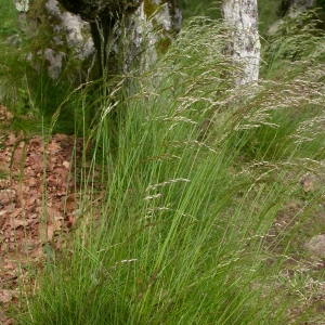 Photographie n°9528 du taxon Deschampsia flexuosa (L.) Trin. [1836]