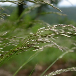 Photographie n°9529 du taxon Deschampsia flexuosa (L.) Trin. [1836]