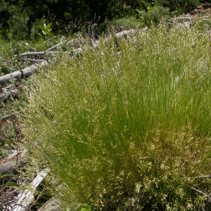 Festuca gautieri (Hack.) K.Richt. (Fétuque de Gautier)