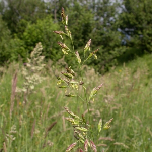  - Festuca pratensis subsp. pratensis