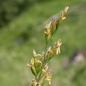 Festuca pratensis Huds. subsp. pratensis (Fétuque des prés)