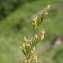  Julien BARATAUD - Festuca pratensis subsp. pratensis