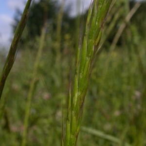 Photographie n°9544 du taxon Gaudinia fragilis (L.) P.Beauv. [1812]