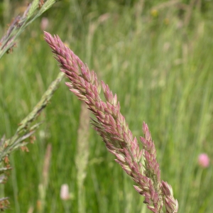 Photographie n°9549 du taxon Holcus lanatus L. [1753]