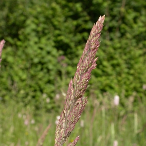 Photographie n°9550 du taxon Holcus lanatus L. [1753]