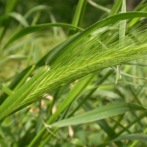 Photographie n°9552 du taxon Hordeum murinum L. [1753]