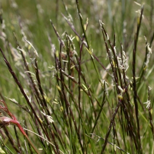 Photographie n°9558 du taxon Nardus stricta L.