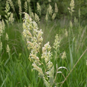 Photographie n°9560 du taxon Phalaris arundinacea L. [1753]