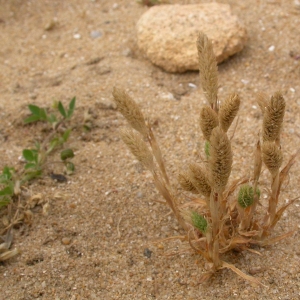 Photographie n°9564 du taxon Phleum arenarium L. [1753]