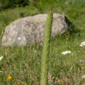 Photographie n°9565 du taxon Phleum pratense L. [1753]