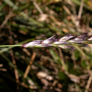 Photographie n°9575 du taxon Sesleria caerulea (L.) Ard. [1763]