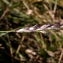  Julien BARATAUD - Sesleria caerulea (L.) Ard. [1763]